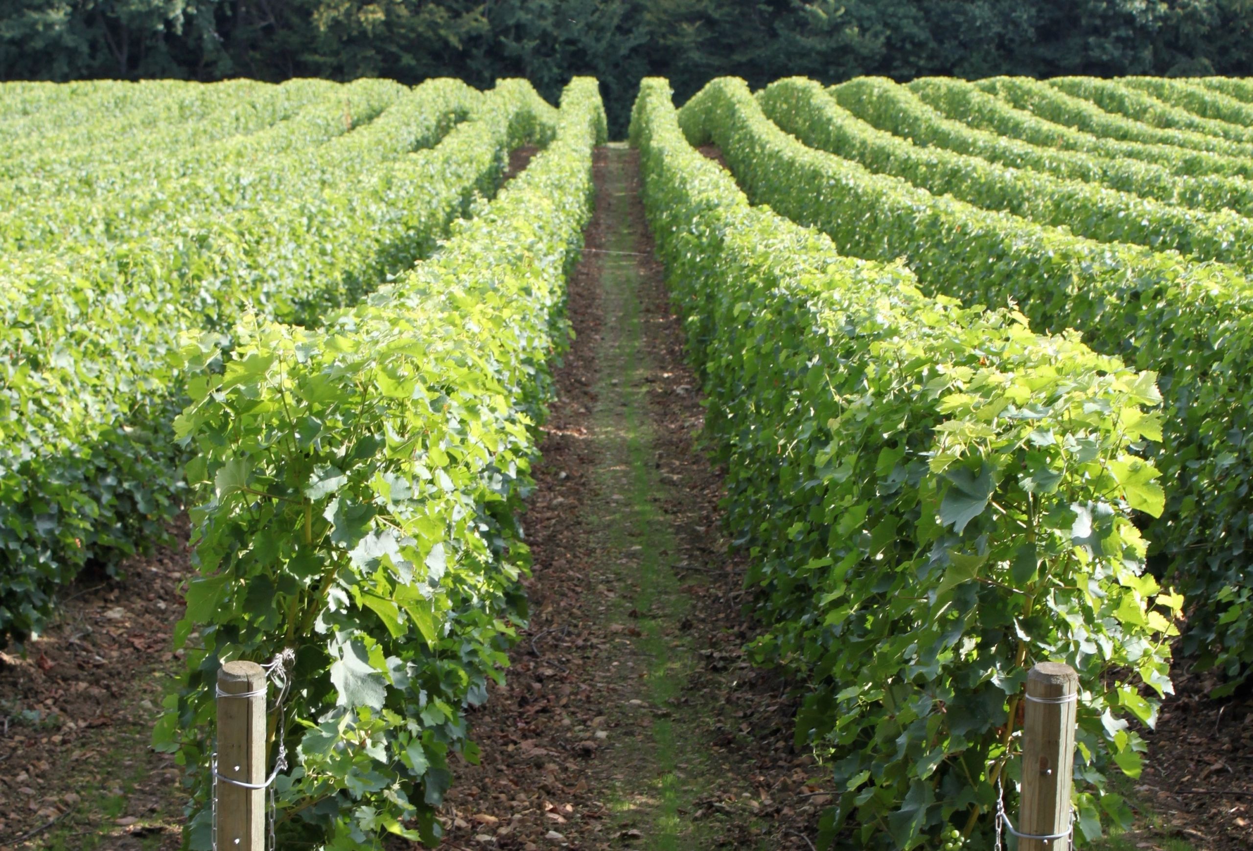 Photo témoignage Dagueneau3 Derenoncourt | Wineglobe, cuve en verre pour le vin