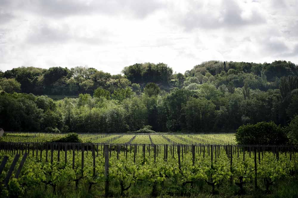 Derenoncourt | Wineglobe, cuve en verre pour le vin Derenoncourt | Wineglobe, cuve en verre pour le vin