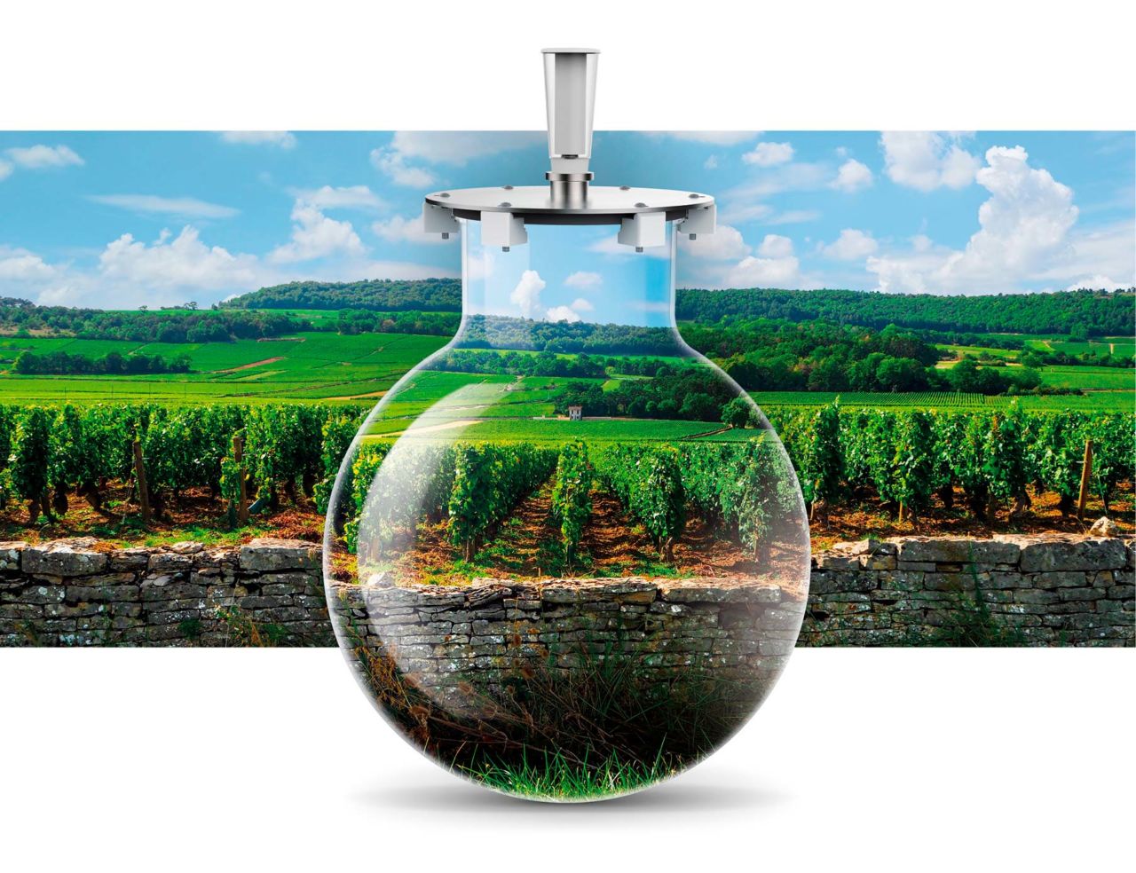 The grape's truth Wineglobe